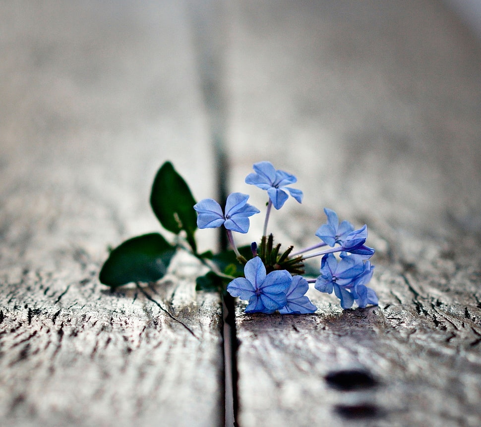 blue flowers, flowers HD wallpaper