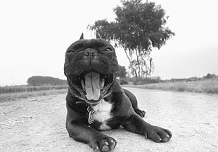 grayscale photography of American Bully lying down on ground between grass field