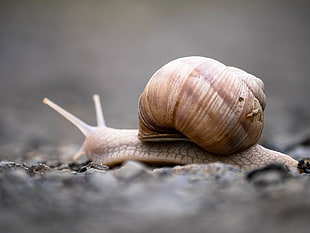 macro photography of snail