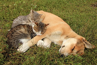 two short-haired gray and brown cats and one short-coated tan dog, animals, dog, cat
