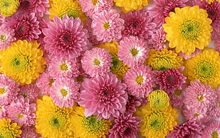 stock photography of pink and yellow flowers HD wallpaper