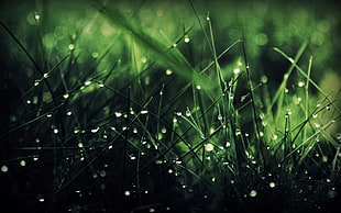 macro lens photography of green grass