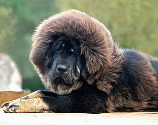 shallow focus of long-coated black dog