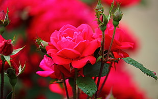 red rose flower in closeup photo