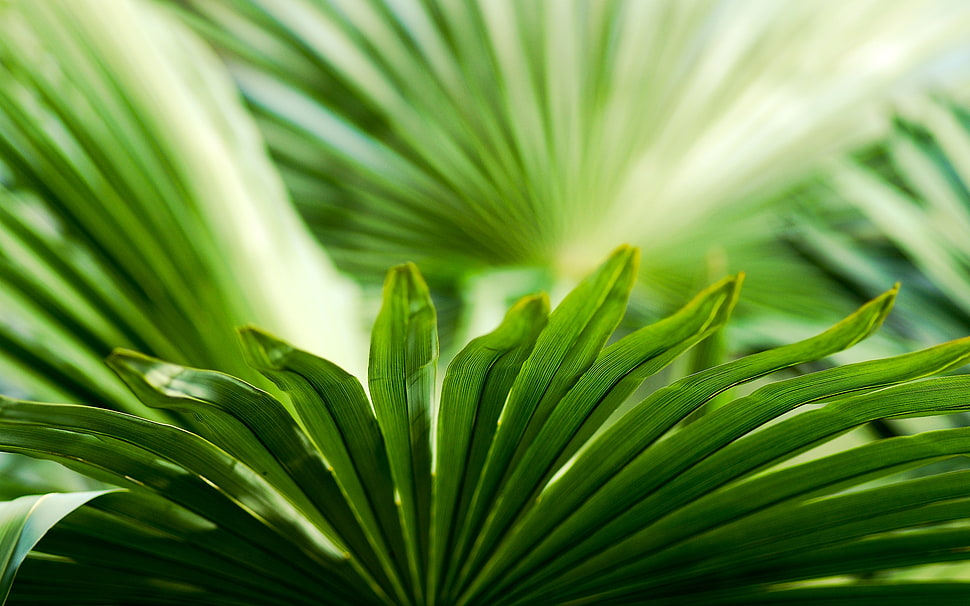 selective focus photography of green palm plant HD wallpaper