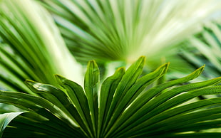 selective focus photography of green palm plant