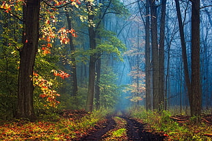 forest trees painting HD wallpaper