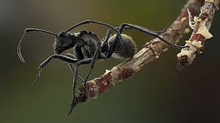 black carpenter ant perching on brown tree branch during daytime