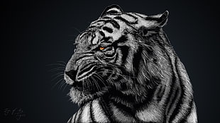greyscale photo of tiger HD wallpaper