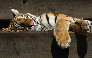 brown tiger, sleeping, animals, tiger