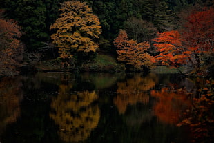 several assorted-color leafed trees, nature, landscape, fall, lake