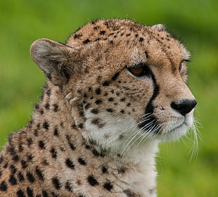 close-up photo of jaguar