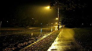 green leafed trees, rain, night, urban, road