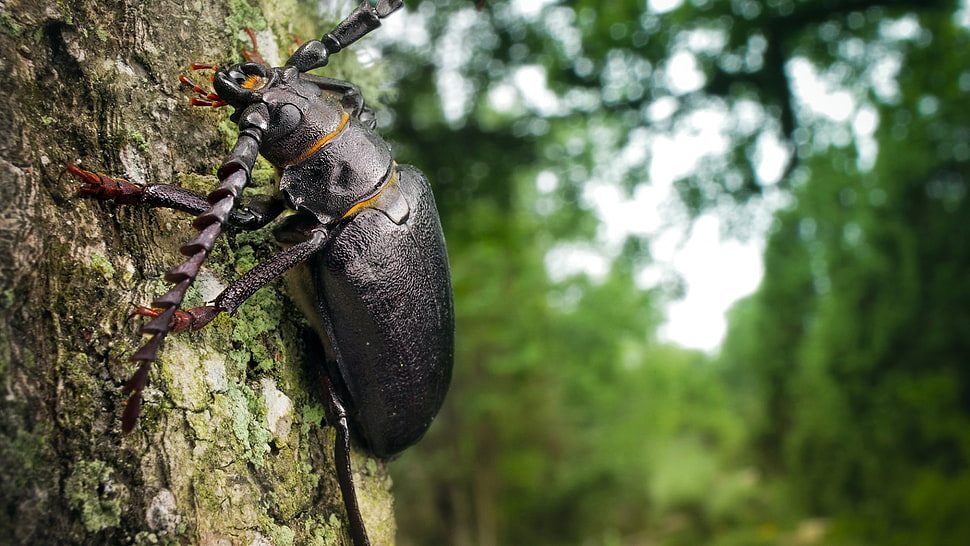 black longhorn beetle, insect, nature, macro HD wallpaper