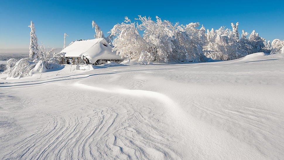 winter sand near tree beside house during daytime HD wallpaper
