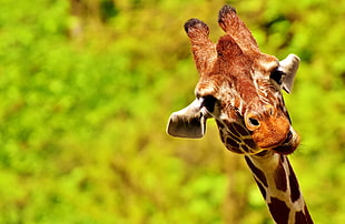 Giraffe selective focus photography HD wallpaper