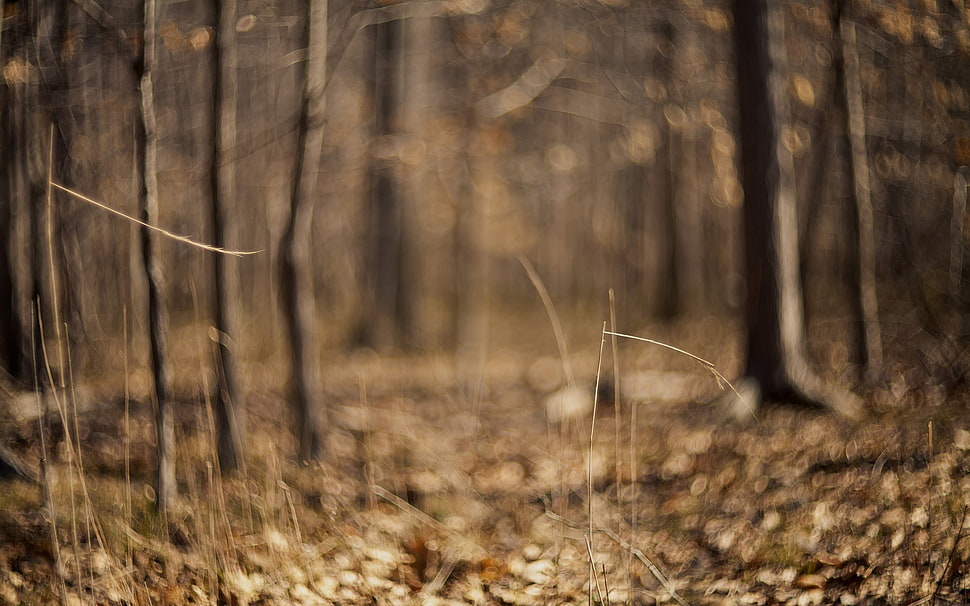 filter, nature, trees HD wallpaper