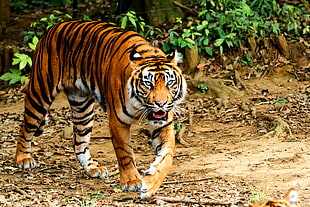person taking photo of tiger during daytime, sumatran tiger HD wallpaper