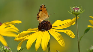 Meadow Brown butterfly on yellow daisy flower HD wallpaper
