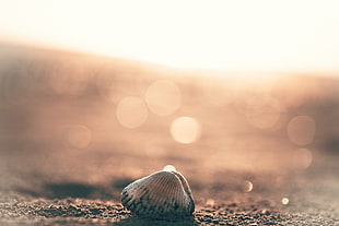 white and black seashell macro photography