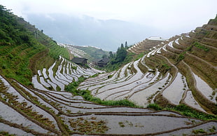 green rice field, nature, landscape, rice paddy, China