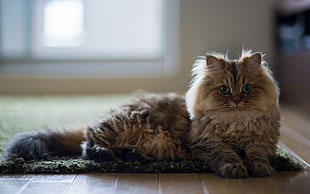 brown Persian cat, Ben Torode, carpets, animals, cat HD wallpaper
