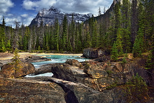 time lapse photography of water falls surrounded by pine trees, yoho national park HD wallpaper