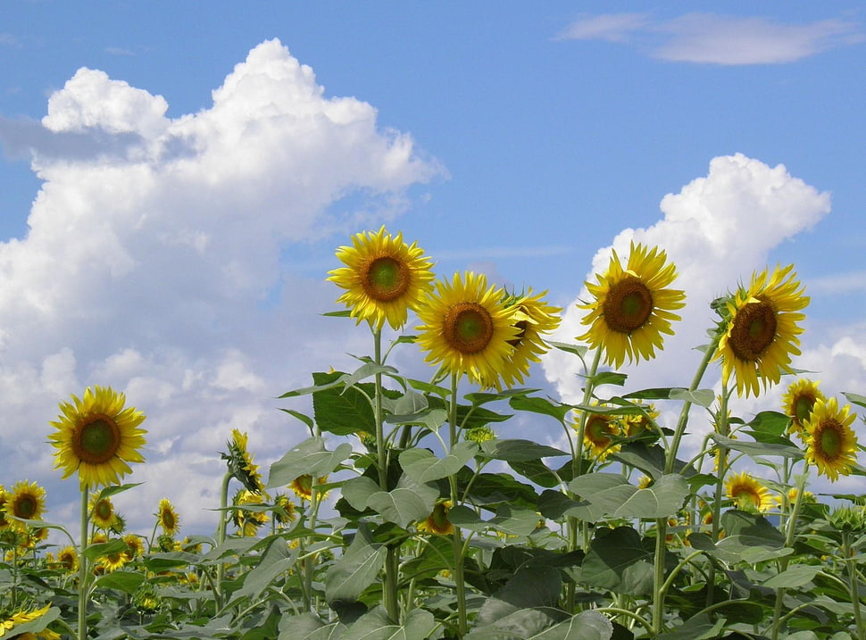 yellow Sunflower flower field at daytime HD wallpaper