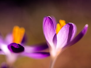 selective focus photo of purple petaled flowers HD wallpaper