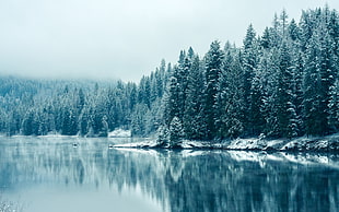 landscape photo of forest near lake HD wallpaper
