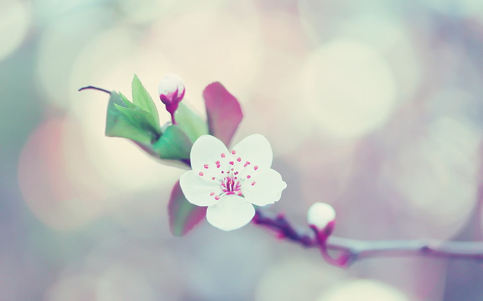 selective focus of white petaled flower HD wallpaper