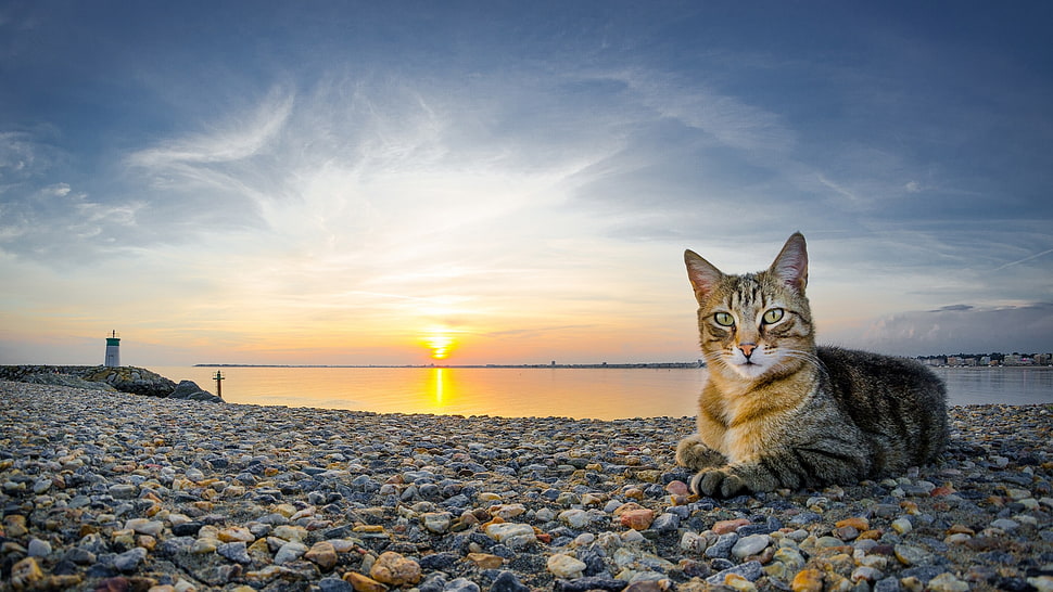 brown and black tabby cat, cat, animals, sunset, beach HD wallpaper