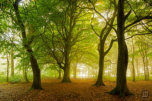 landscape photo of trees, chevin HD wallpaper