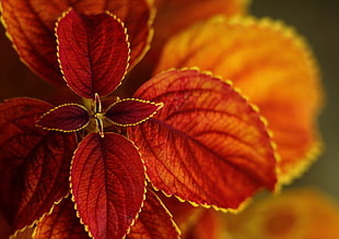 red leaf plant focus photography HD wallpaper