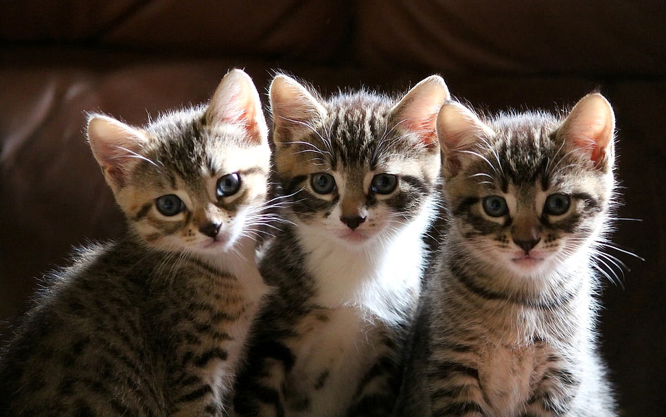 three long-fur gray tabby kittens HD wallpaper