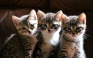 three long-fur gray tabby kittens