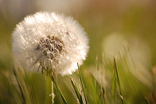 close up photo of white Dandelion flower at daytime