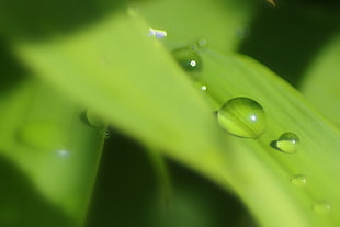 macro photography of water dew on leaf
