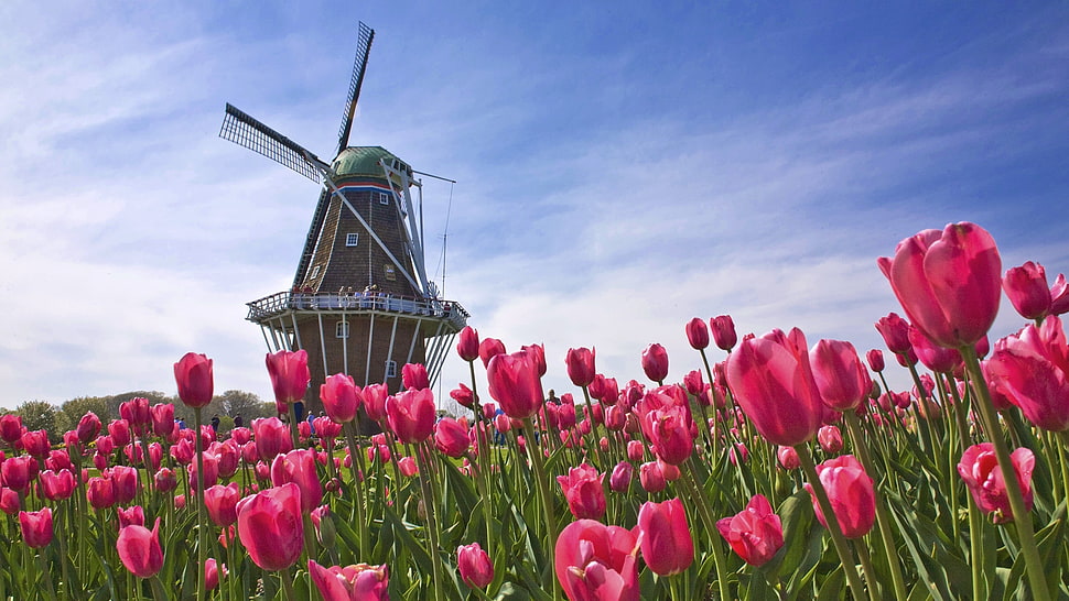 brown windmill surrounded by green flowers during daytime HD wallpaper