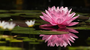 selective focus photography of pink Lotus flower