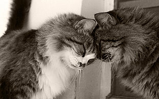 two cats bumping head HD wallpaper