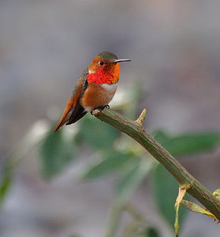 macro photography of a bird perched on plant branch, hummingbird, allen HD wallpaper