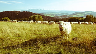 white sheep, sheep, mountains, animals