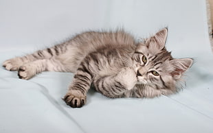 photography of a gray tabby cat