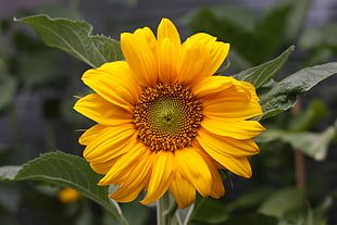 depth of field photography of yellow sunflower plant