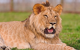 selective focus photography of Liger on sod HD wallpaper