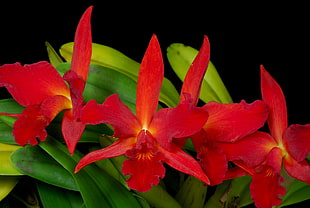 Orchids,  Flowers,  Red,  Green
