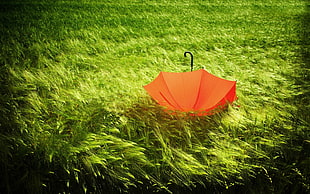 red umbrella on grass field HD wallpaper