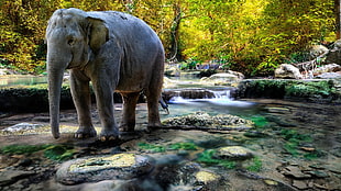 gray elephant, elephant, river, nature, animals