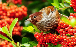 bird perching on berry tree HD wallpaper